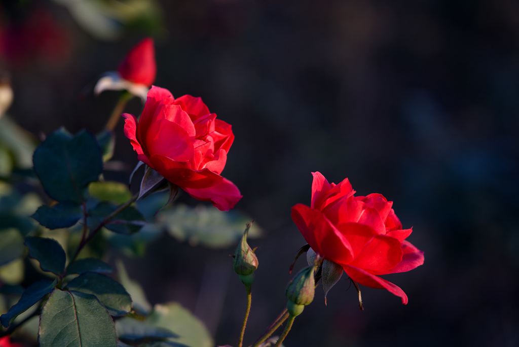 縣區(qū)動態(tài) | 月季迎冬開 繁花送香來