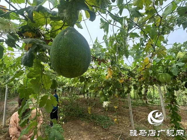泌陽縣高邑鎮(zhèn)小屯村:瓜蔞種植結(jié)出鄉(xiāng)村“振興果”