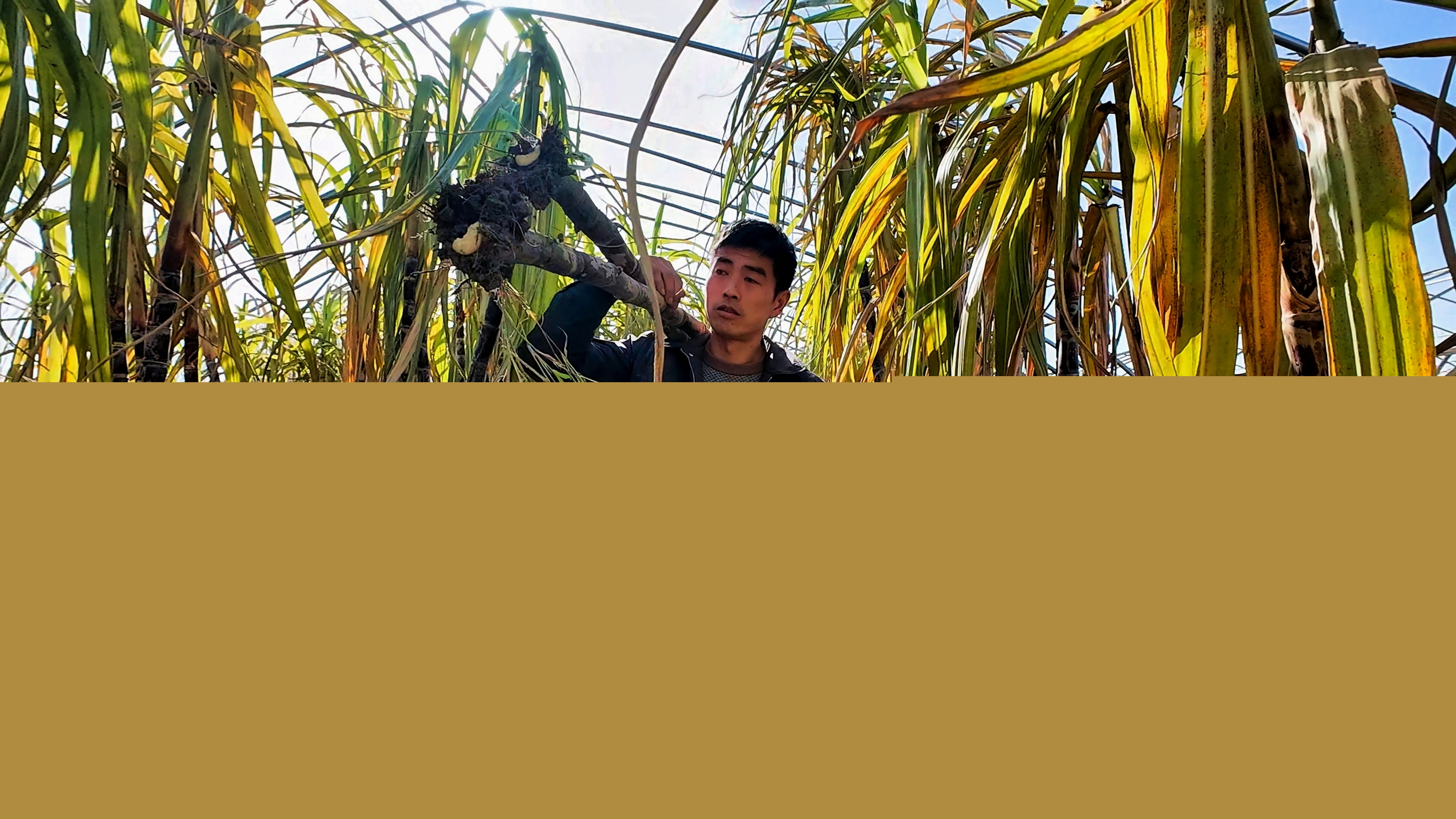 正陽(yáng)縣油坊店鄉(xiāng)趙店村:“蔗”里豐收 “甜”到心坎