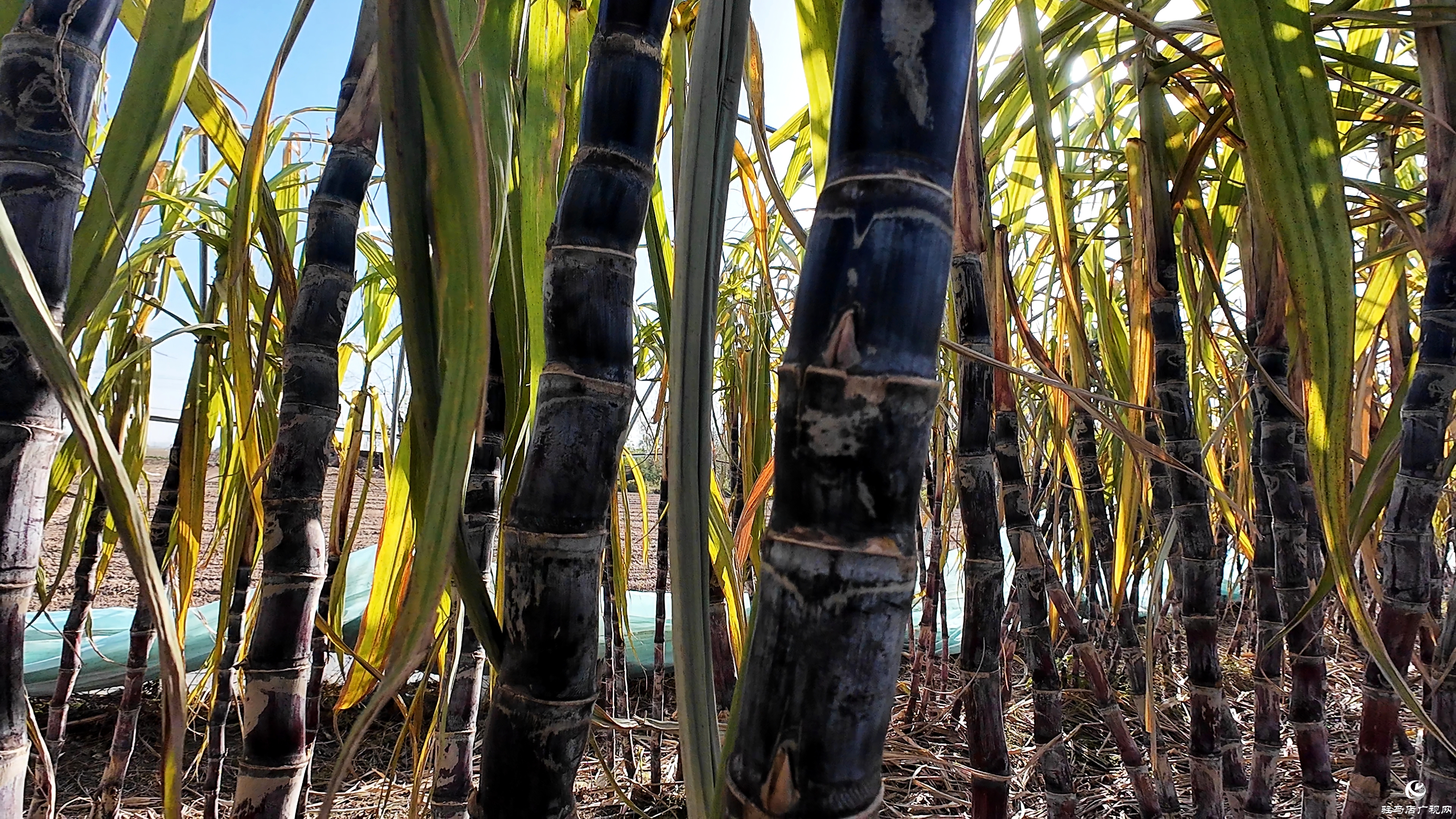 正陽(yáng)縣油坊店鄉(xiāng)趙店村:“蔗”里豐收 “甜”到心坎
