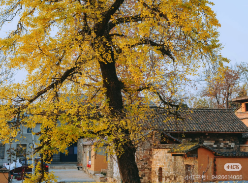 冬日信陽，獨具魅力！