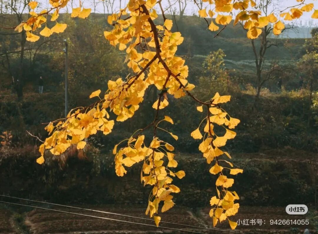 冬日信陽，獨具魅力！