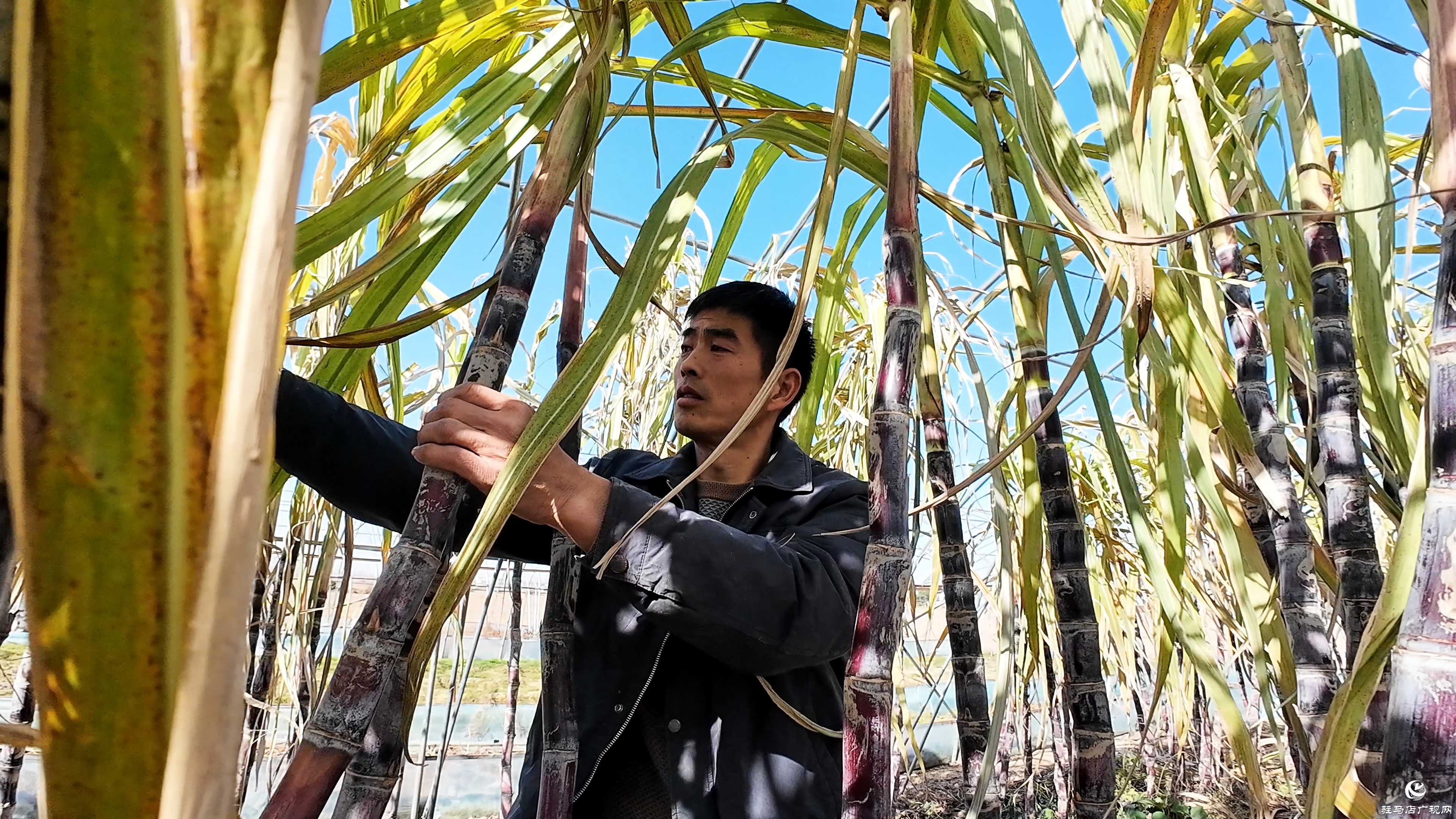 正陽(yáng)縣油坊店鄉(xiāng)趙店村:“蔗”里豐收 “甜”到心坎
