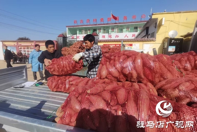 180畝“西瓜紅”紅薯豐收 古莊村50萬斤急盼銷路