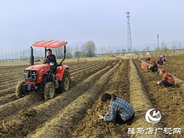 驛城區(qū)朱古洞鄉(xiāng)30余畝生態(tài)紅薯豐收遇滯銷 急盼愛心助力紓困