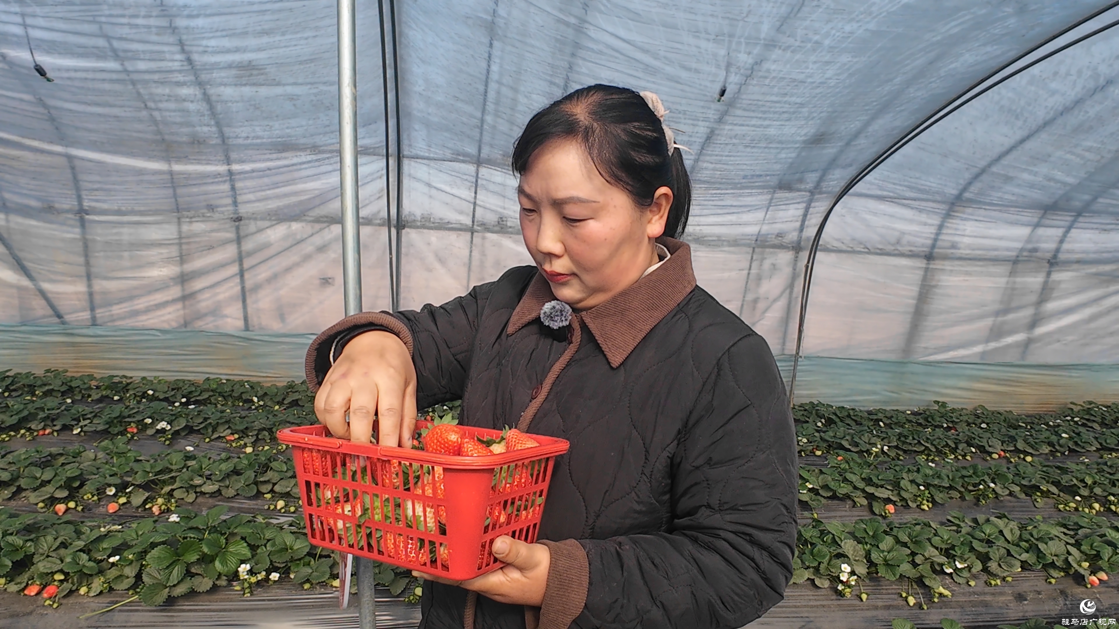 正陽縣慎水鄉(xiāng)：頭茬草莓搶“鮮”上市