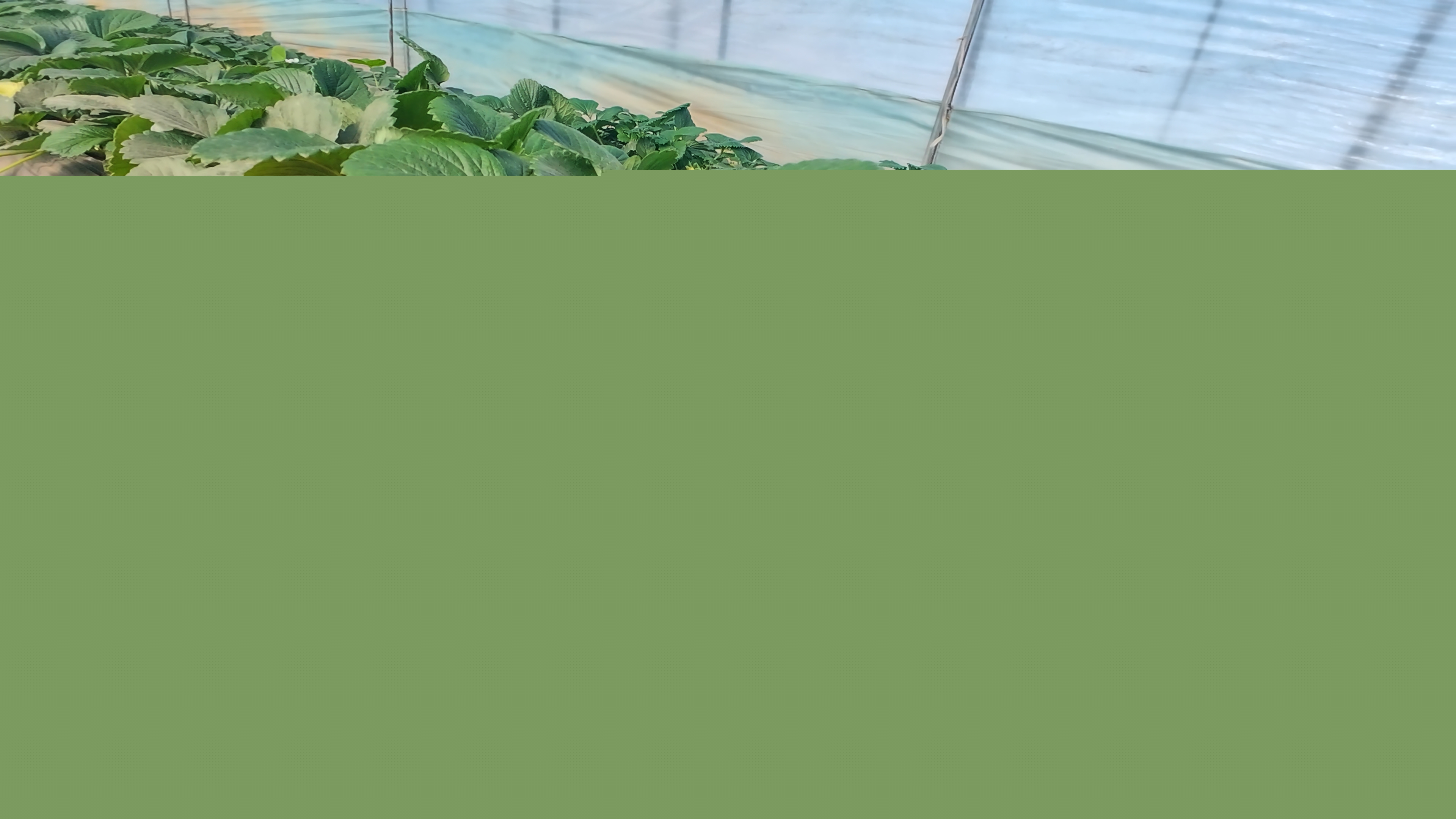 正陽縣慎水鄉(xiāng)：頭茬草莓搶“鮮”上市