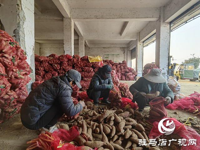 代表履職在田間：一份來(lái)自紅薯地的“暖心訂單”