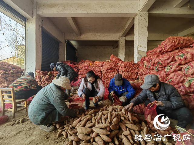 代表履職在田間：一份來(lái)自紅薯地的“暖心訂單”