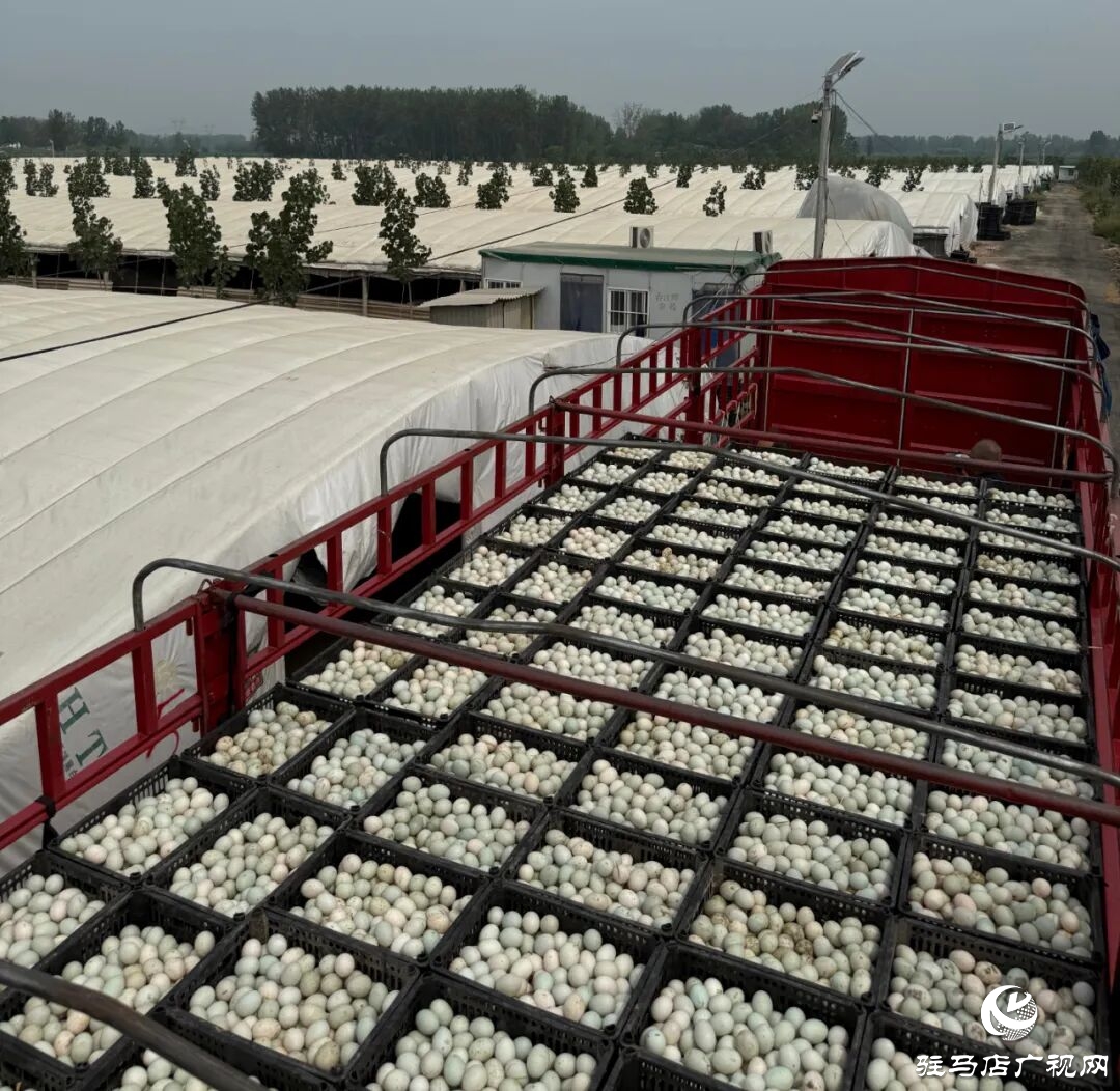 正陽縣蕓香食品一枚咸鴨蛋的“鏈”式崛起