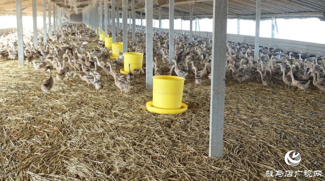 正陽縣蕓香食品一枚咸鴨蛋的“鏈”式崛起