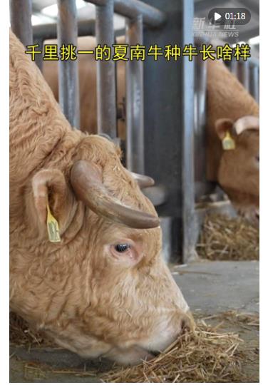 新華財(cái)經(jīng)|一頭“科研?！鼻藙?dòng)一個(gè)縣的百億級(jí)產(chǎn)業(yè)鏈