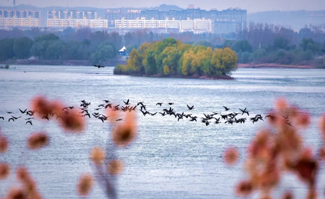 美！河南冬景上新啦