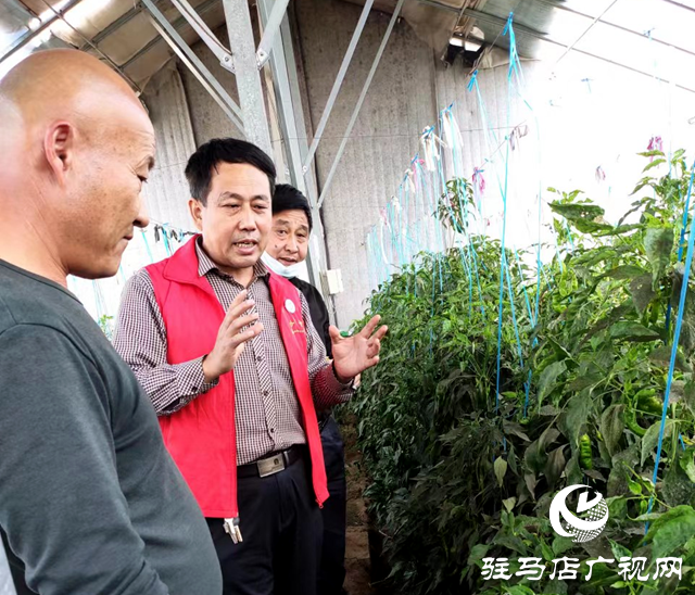 確山縣農(nóng)業(yè)農(nóng)村局:農(nóng)技志愿下鄉(xiāng)忙 賦能增收暖民心