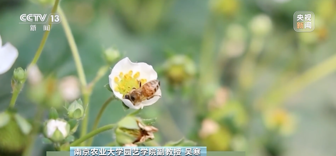 “膨大劑”催熟草莓這個(gè)月大量上市？記者調(diào)查→