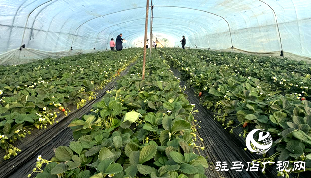 冬日里的“莓”好時光：驛城區(qū)順河鄉(xiāng)草莓園迎來采摘季