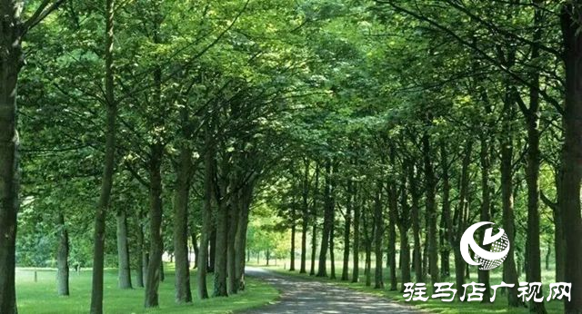 驛城區(qū)老河鄉(xiāng)被評為“美麗中國·深呼吸小鎮(zhèn)”