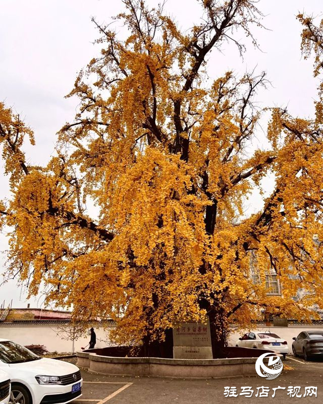 驛城區(qū)老河鄉(xiāng)被評為“美麗中國·深呼吸小鎮(zhèn)”