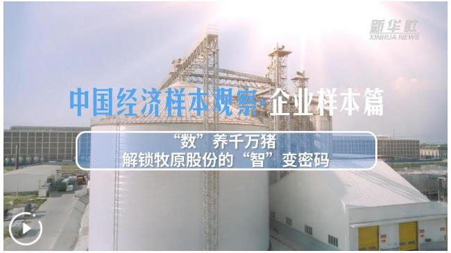 中國經(jīng)濟(jì)樣本觀察&middot;企業(yè)樣本篇丨&ldquo;數(shù)&rdquo;養(yǎng)千萬豬&mdash;&mdash;解鎖牧原股份的&ldquo;智&rdquo;變密碼