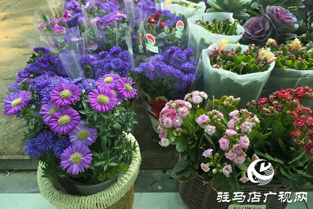 寒冬“綠意消費(fèi)”升溫 陽臺小盆栽帶火花市