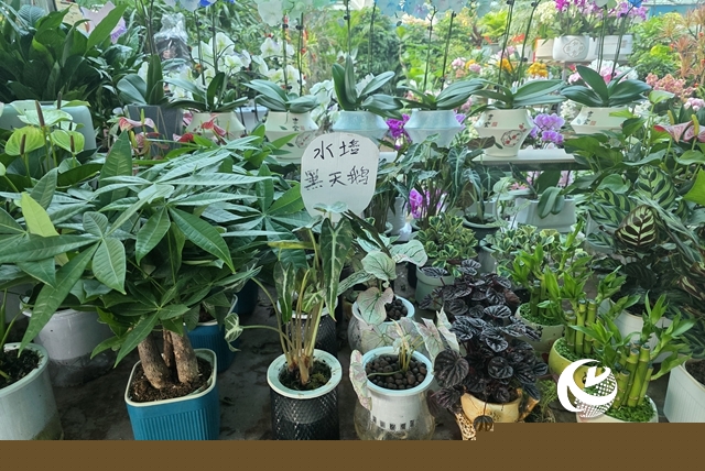 寒冬“綠意消費(fèi)”升溫 陽臺小盆栽帶火花市