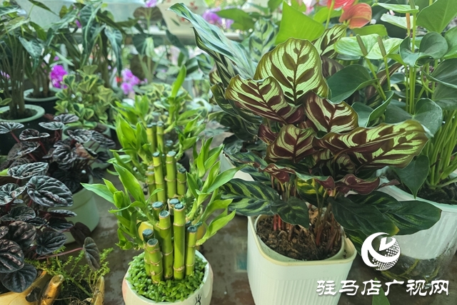 寒冬“綠意消費(fèi)”升溫 陽臺小盆栽帶火花市