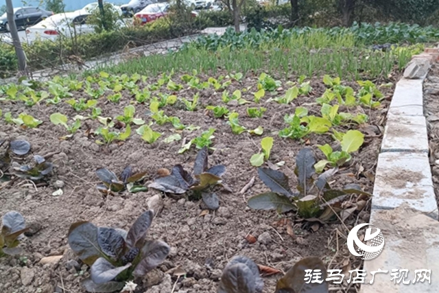 河畔綠地成私家菜園 管理權責脫節(jié)待解決