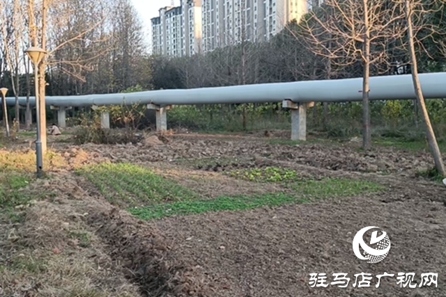 河畔綠地成私家菜園 管理權責脫節(jié)待解決